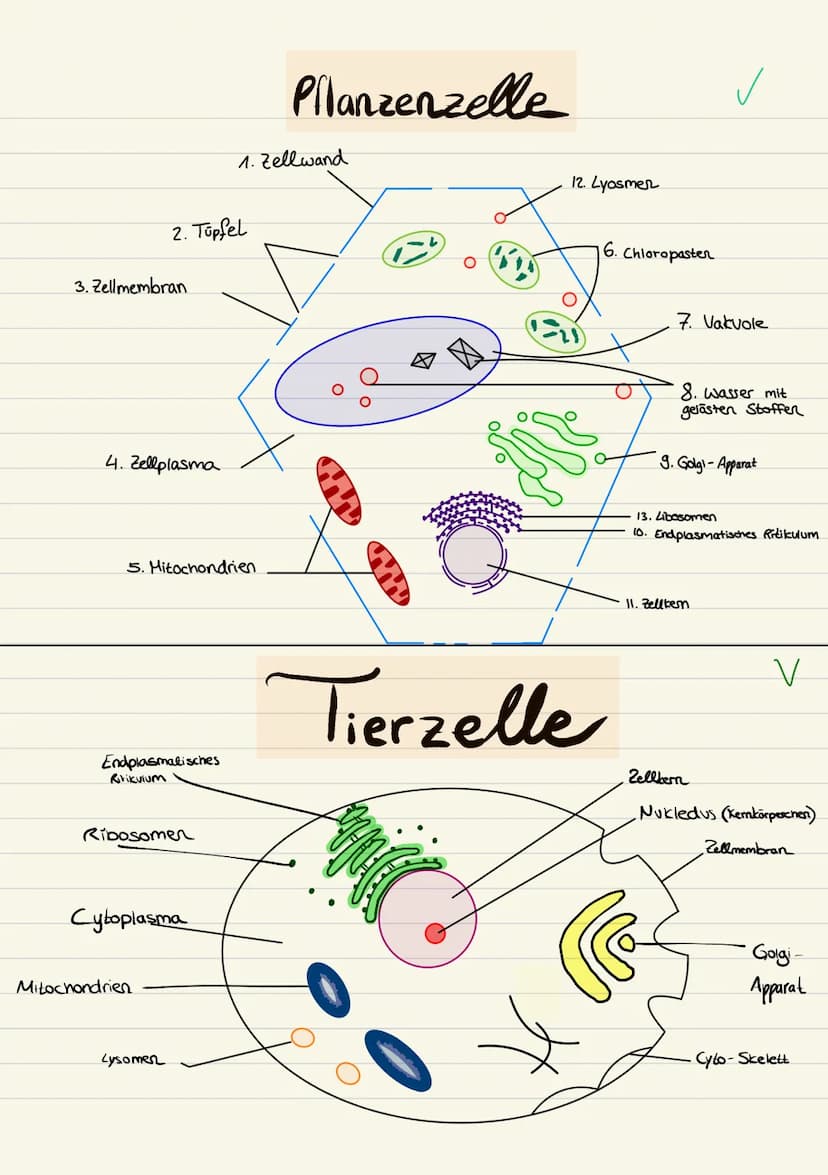 Biologie
Sarah Kramer
Klasse 10c 3. Zellmembran
4. Zellplasma
2. Tüpfel
5. Hitochondrien
Endplasmatisches
Ritikulum
Ribosomen
Cytoplasma
Mit