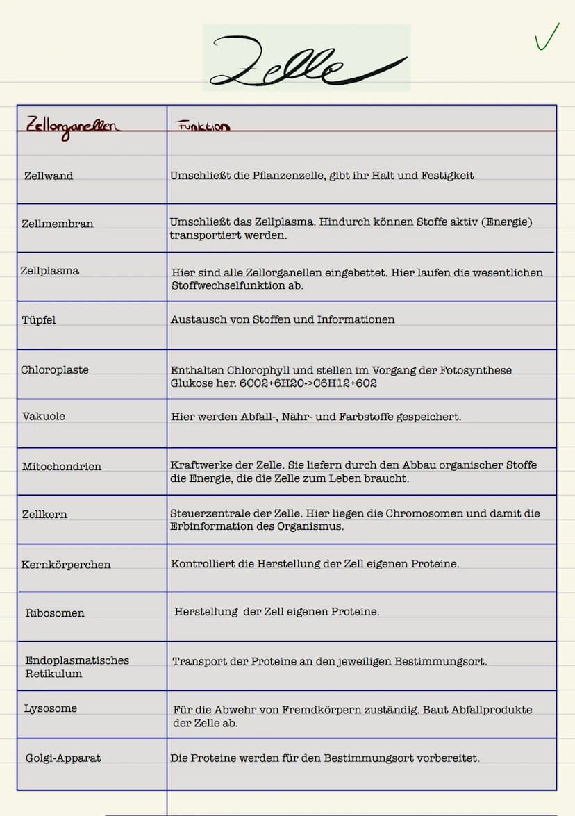 Biologie
Sarah Kramer
Klasse 10c 3. Zellmembran
4. Zellplasma
2. Tüpfel
5. Hitochondrien
Endplasmatisches
Ritikulum
Ribosomen
Cytoplasma
Mit