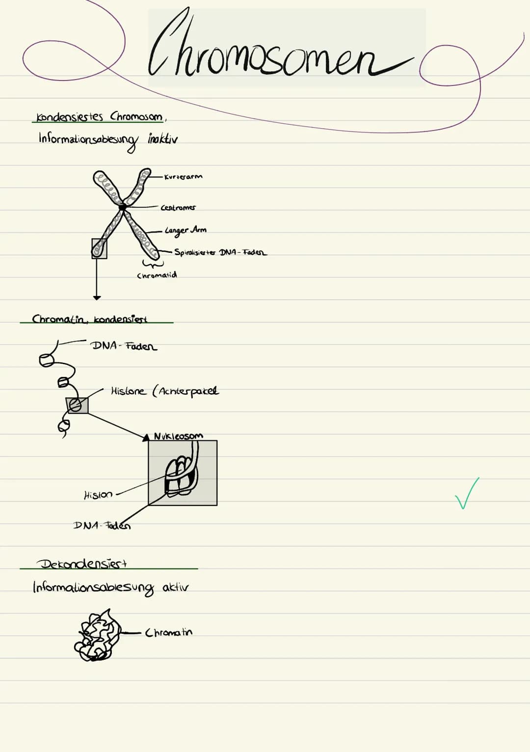 Biologie
Sarah Kramer
Klasse 10c 3. Zellmembran
4. Zellplasma
2. Tüpfel
5. Hitochondrien
Endplasmatisches
Ritikulum
Ribosomen
Cytoplasma
Mit