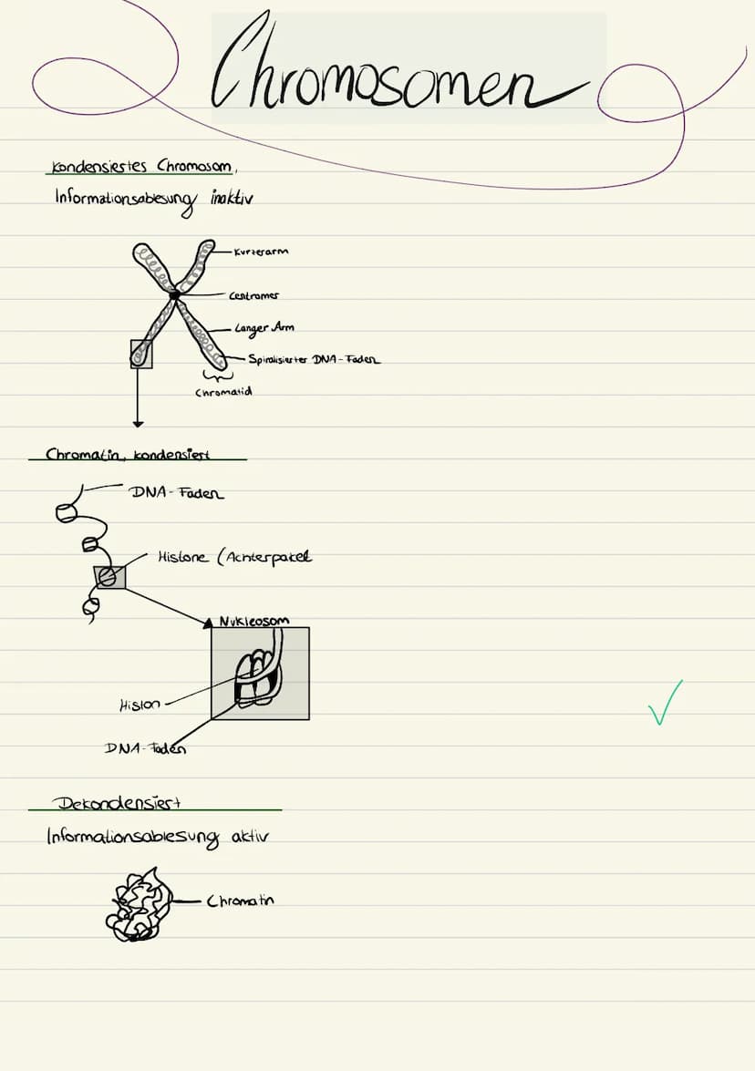 Biologie
Sarah Kramer
Klasse 10c 3. Zellmembran
4. Zellplasma
2. Tüpfel
5. Hitochondrien
Endplasmatisches
Ritikulum
Ribosomen
Cytoplasma
Mit