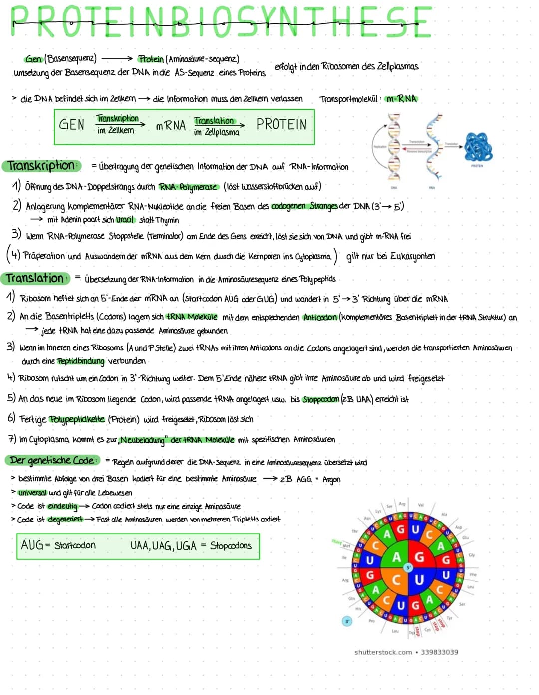 DIE DNA
-Aufbau-
Die DNA ist aus Nukleotiden aufgebaut:
Phosphatgruppe.
Zucker (Desoxy-
ribose)
Primārstruktur = unterste Strukturebene eine