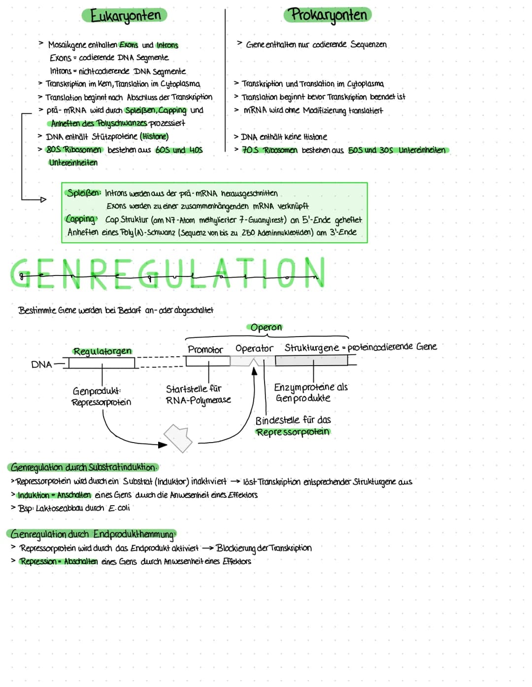 DIE DNA
-Aufbau-
Die DNA ist aus Nukleotiden aufgebaut:
Phosphatgruppe.
Zucker (Desoxy-
ribose)
Primārstruktur = unterste Strukturebene eine