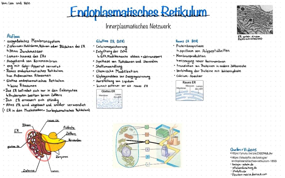 Endoplasmatisches Retikulum (ER)