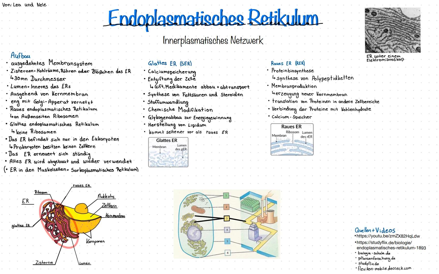Von: Lea und Nele
Aufbau
ausgedehntes Membransystem
Zisternen Hohlräume, Röhren oder Bläßchen des ER
430mn Durchmesser
Lumen- Inneres des ER