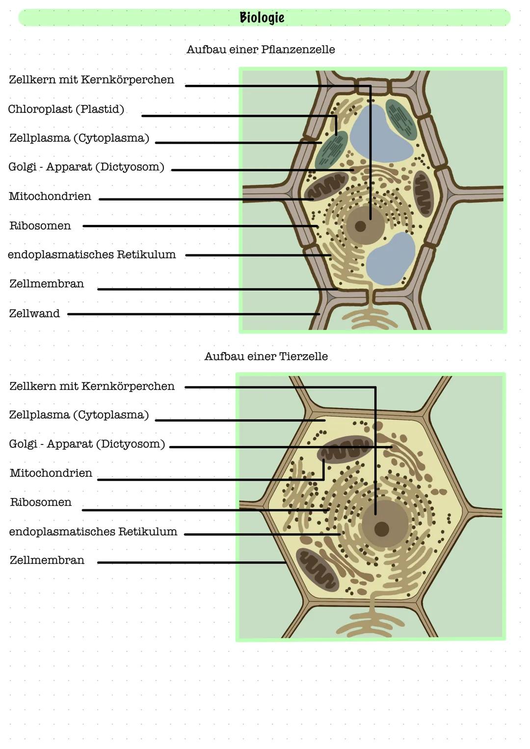 Zellkern mit Kernkörperchen
Chloroplast (Plastid)
Zellplasma (Cytoplasma)
Golgi- Apparat (Dictyosom)
Mitochondrien
Ribosomen
endoplasmatisch