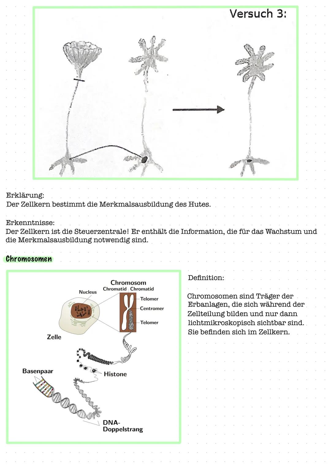 Zellkern mit Kernkörperchen
Chloroplast (Plastid)
Zellplasma (Cytoplasma)
Golgi- Apparat (Dictyosom)
Mitochondrien
Ribosomen
endoplasmatisch