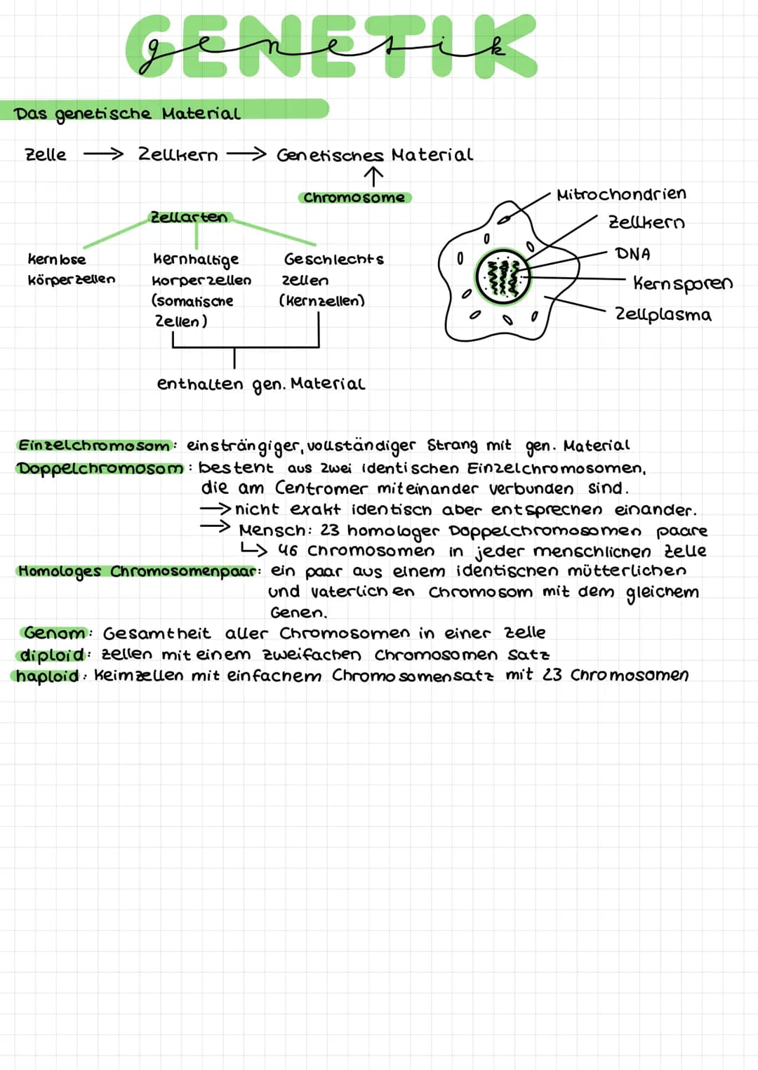 Das genetische Material
Zelle
GENETIK
kern lose
körper zellen
Zellkern →Genetisches Material
Zellarten
kernhaltige
korperzellen
(somatische

