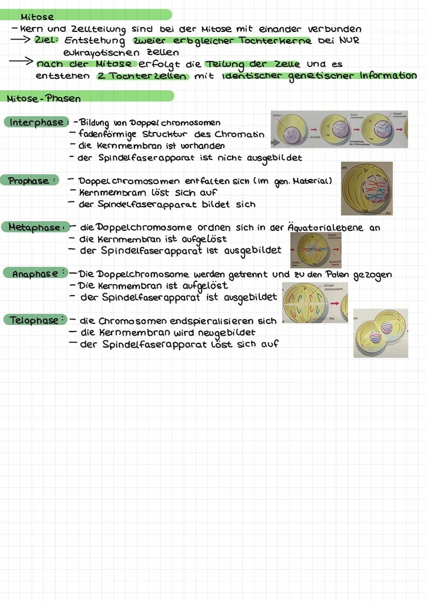 Das genetische Material
Zelle
GENETIK
kern lose
körper zellen
Zellkern →Genetisches Material
Zellarten
kernhaltige
korperzellen
(somatische
