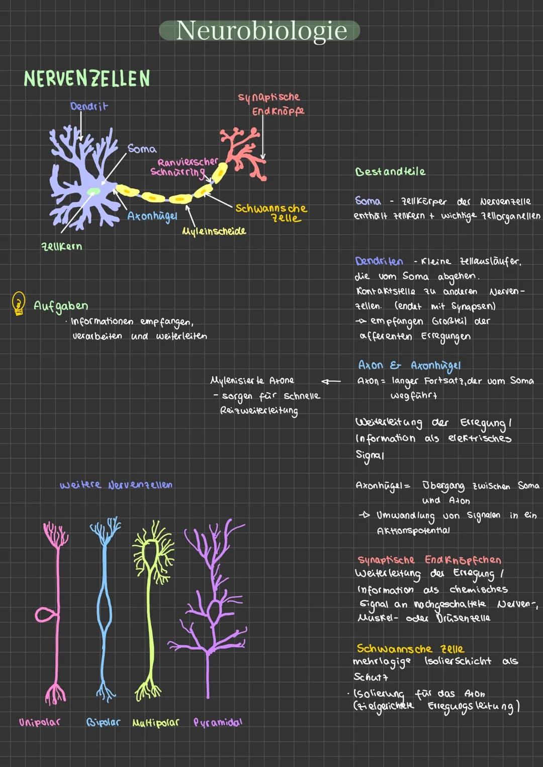 NERVENZELLEN
Dendrit
karty
Zellkern
Aufgaben
Unipolar
Soma
Neurobiologie
Ranvierscher
Schnürring
Axonhügel
weitere Nervenzellen
10
· Informa