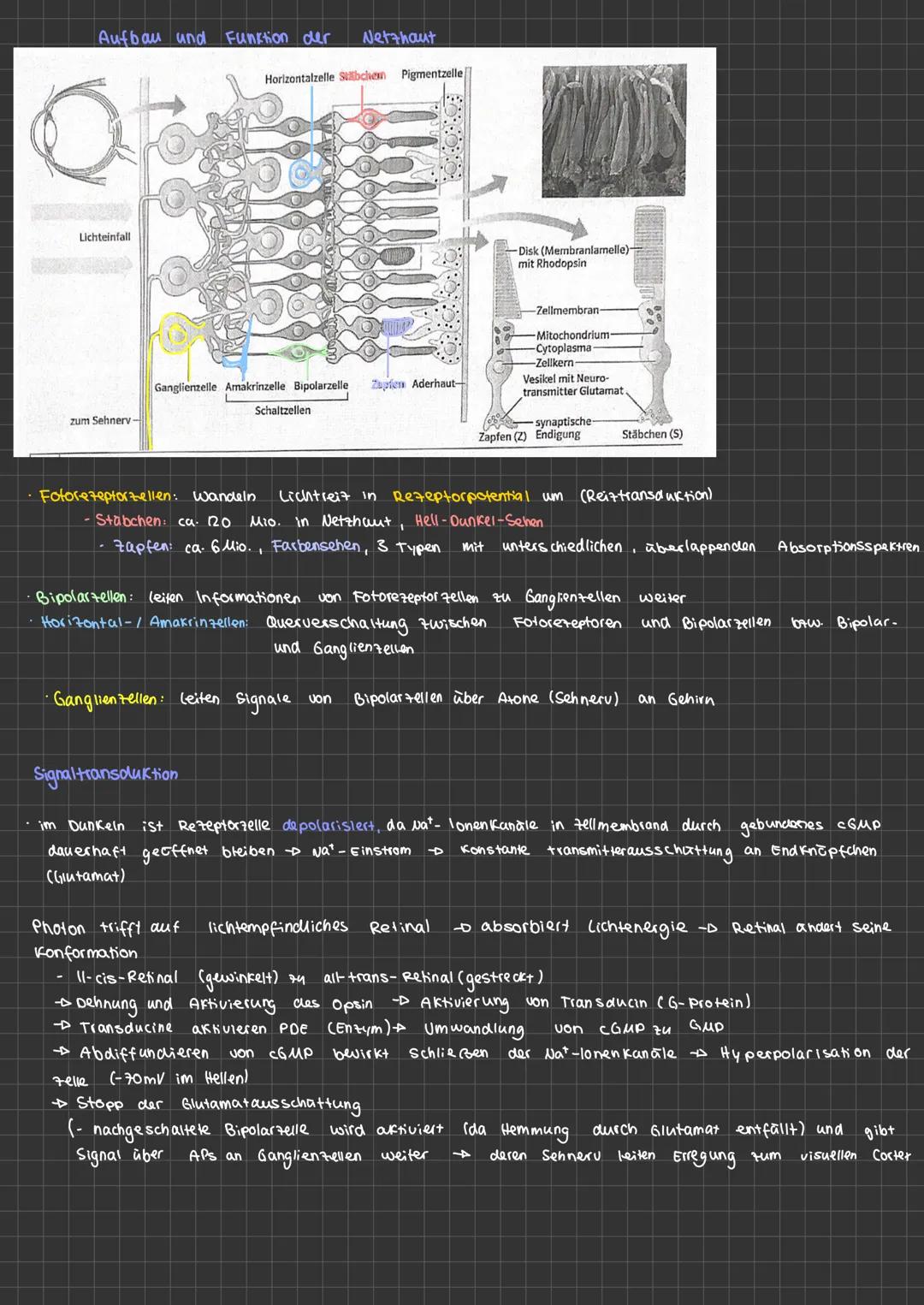 NERVENZELLEN
Dendrit
karty
Zellkern
Aufgaben
Unipolar
Soma
Neurobiologie
Ranvierscher
Schnürring
Axonhügel
weitere Nervenzellen
10
· Informa