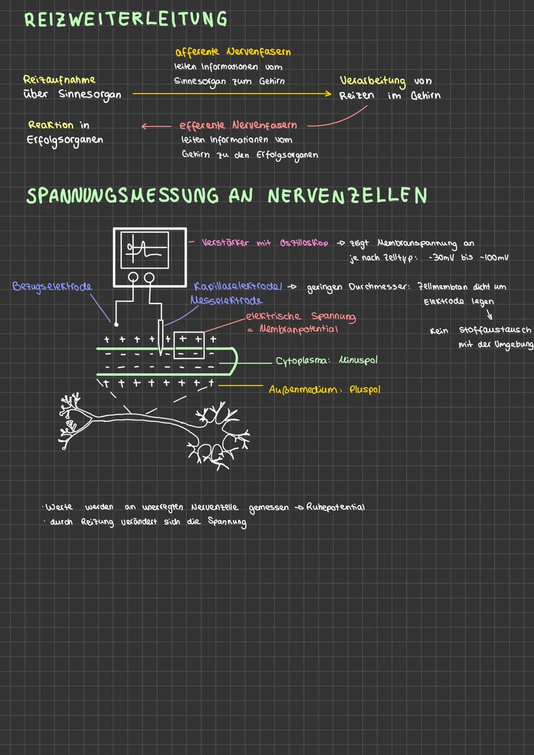 NERVENZELLEN
Dendrit
karty
Zellkern
Aufgaben
Unipolar
Soma
Neurobiologie
Ranvierscher
Schnürring
Axonhügel
weitere Nervenzellen
10
· Informa