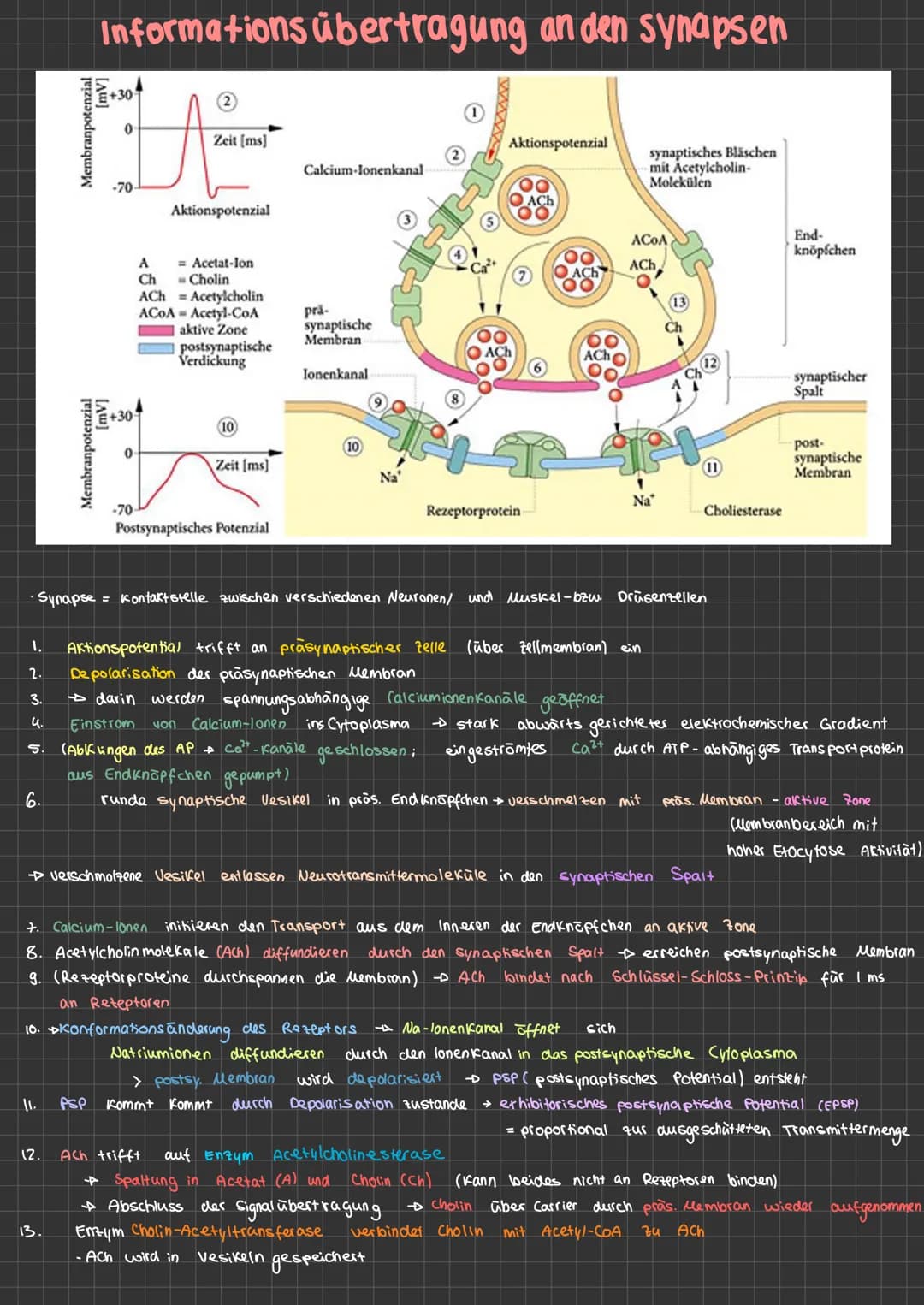 NERVENZELLEN
Dendrit
karty
Zellkern
Aufgaben
Unipolar
Soma
Neurobiologie
Ranvierscher
Schnürring
Axonhügel
weitere Nervenzellen
10
· Informa