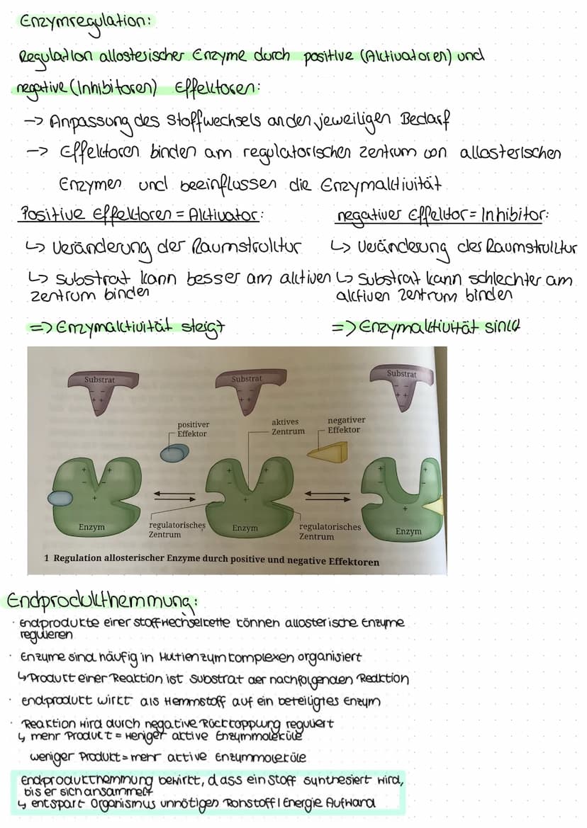 Enzyme - Biokatalysatoren:
L> Enzyme sind biologische Katalysatoren, welche Stoffwechsel-
reaktionen in Gang setzen und steuern, ohne dabei 