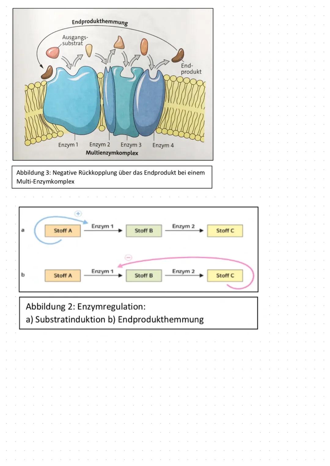 Enzyme - Biokatalysatoren:
L> Enzyme sind biologische Katalysatoren, welche Stoffwechsel-
reaktionen in Gang setzen und steuern, ohne dabei 