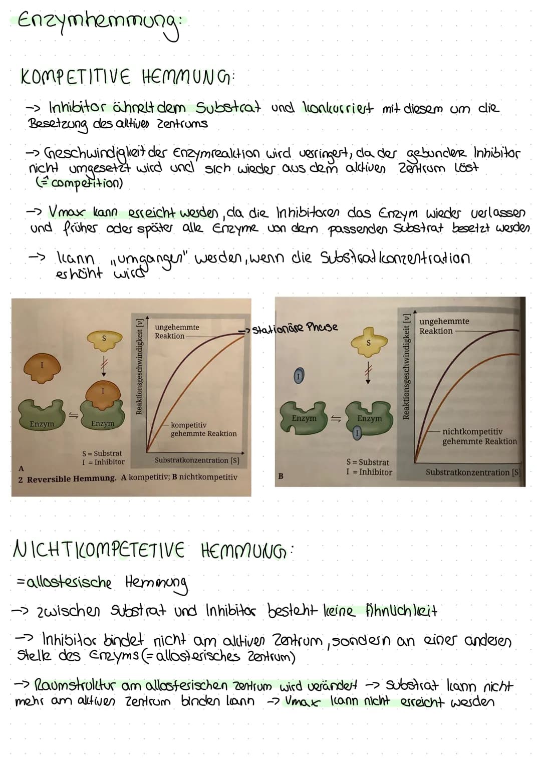 Enzyme - Biokatalysatoren:
L> Enzyme sind biologische Katalysatoren, welche Stoffwechsel-
reaktionen in Gang setzen und steuern, ohne dabei 