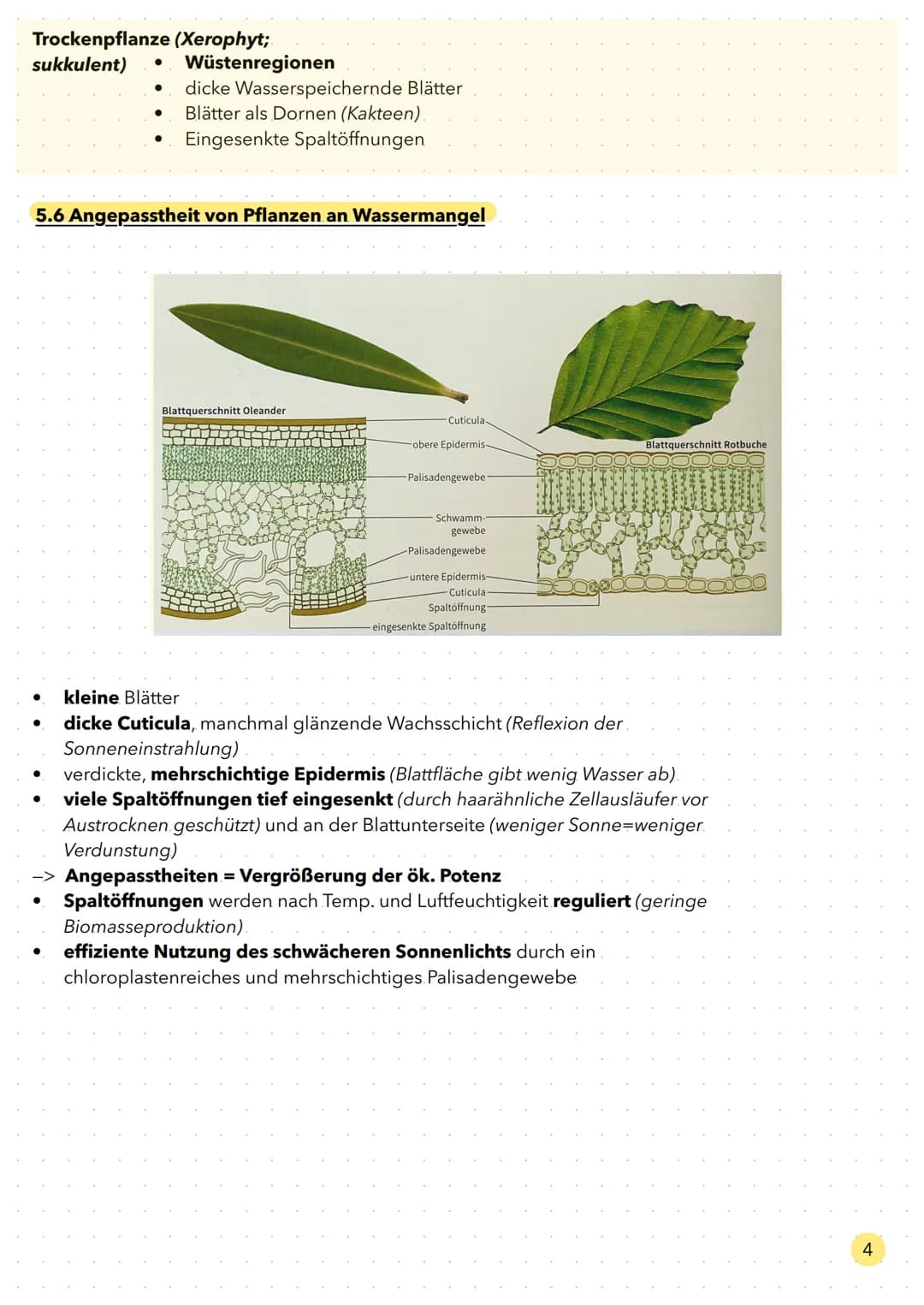 Ökologie Aufbau eines Ökosystems
Gesamtheit aller biotischen Faktoren.
Interspezifische
Faktoren
(Faktoren ausgehend
von der eigenen Art)
Bi