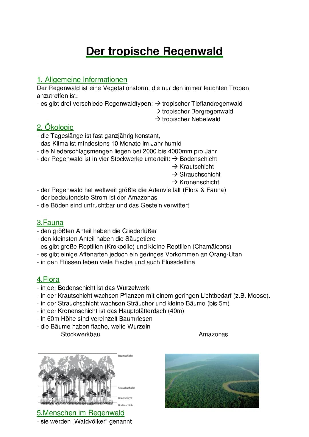 tropischer Regenwald