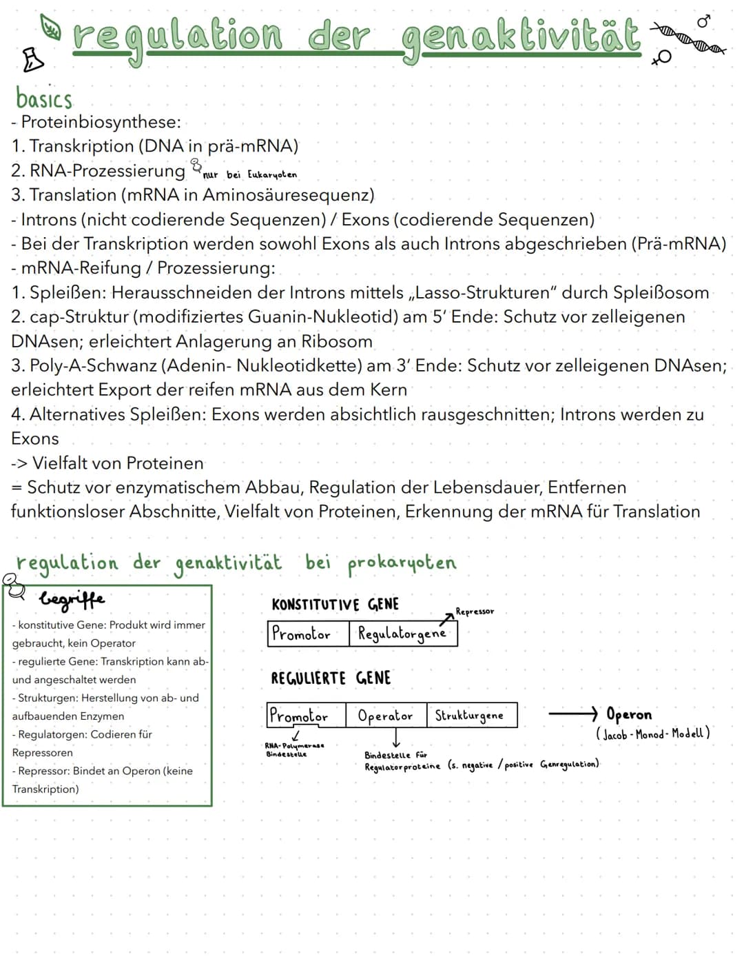 regulation der genaktivität
B
basics
- Proteinbiosynthese:
1. Transkription (DNA in prä-mRNA)
2. RNA-Prozessierung & nur bei Eukaryoten
3. T