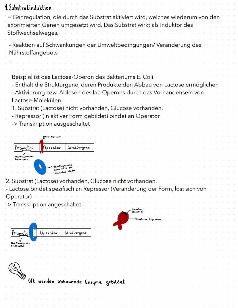 regulation der genaktivität
B
basics
- Proteinbiosynthese:
1. Transkription (DNA in prä-mRNA)
2. RNA-Prozessierung & nur bei Eukaryoten
3. T