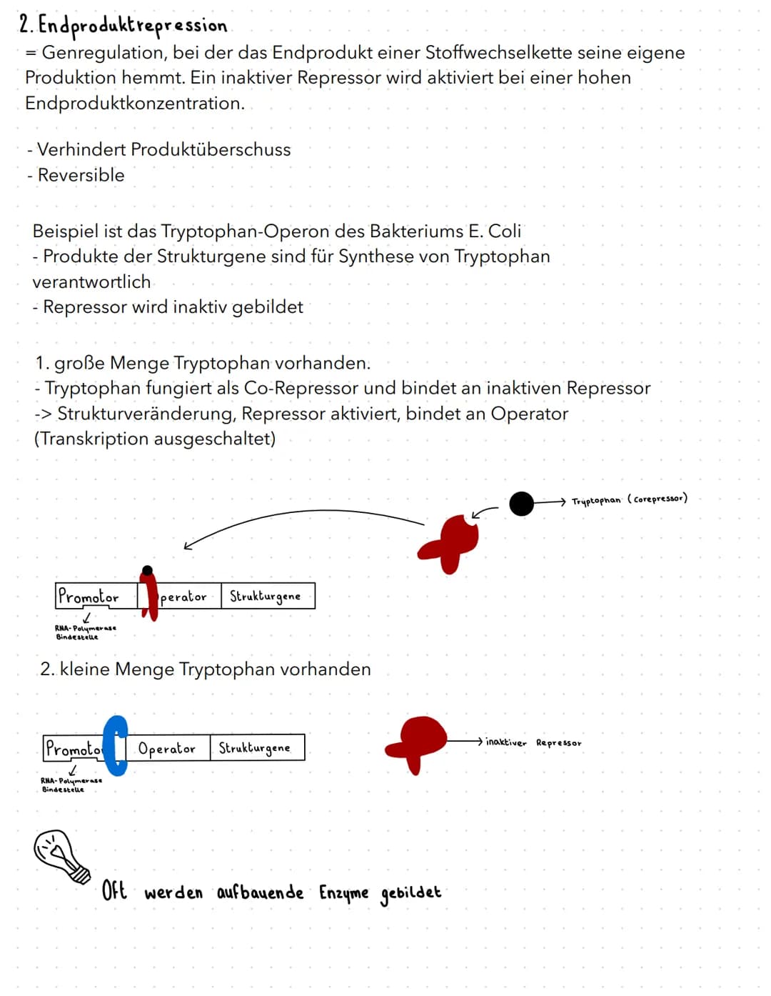 regulation der genaktivität
B
basics
- Proteinbiosynthese:
1. Transkription (DNA in prä-mRNA)
2. RNA-Prozessierung & nur bei Eukaryoten
3. T