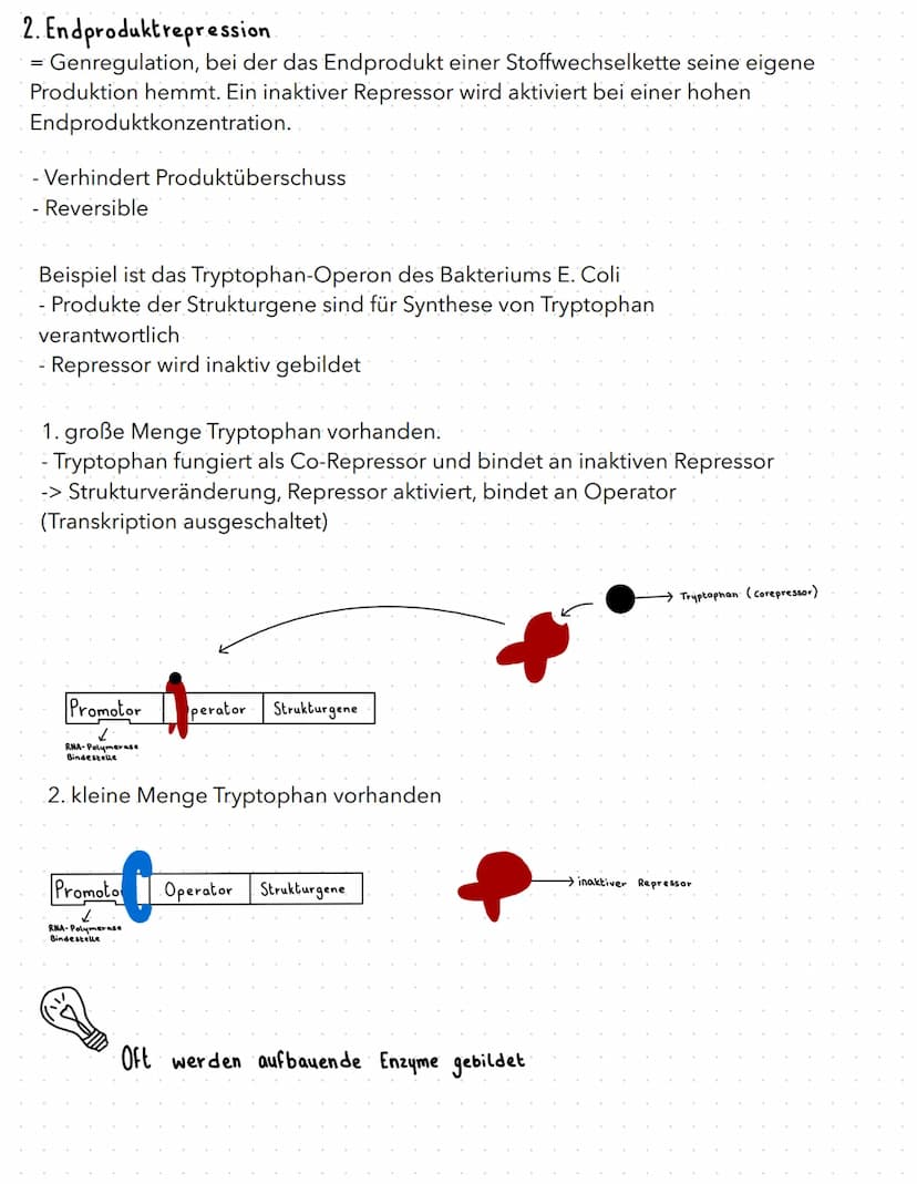 regulation der genaktivität
B
basics
- Proteinbiosynthese:
1. Transkription (DNA in prä-mRNA)
2. RNA-Prozessierung & nur bei Eukaryoten
3. T