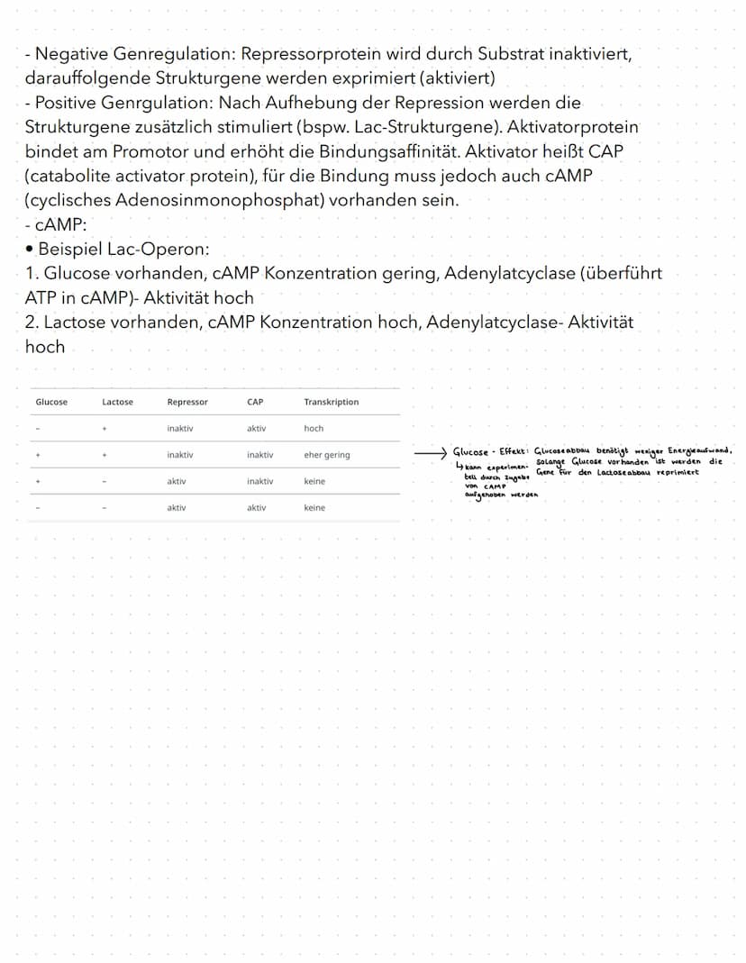 regulation der genaktivität
B
basics
- Proteinbiosynthese:
1. Transkription (DNA in prä-mRNA)
2. RNA-Prozessierung & nur bei Eukaryoten
3. T