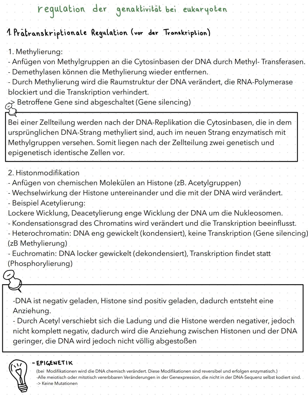 regulation der genaktivität
B
basics
- Proteinbiosynthese:
1. Transkription (DNA in prä-mRNA)
2. RNA-Prozessierung & nur bei Eukaryoten
3. T