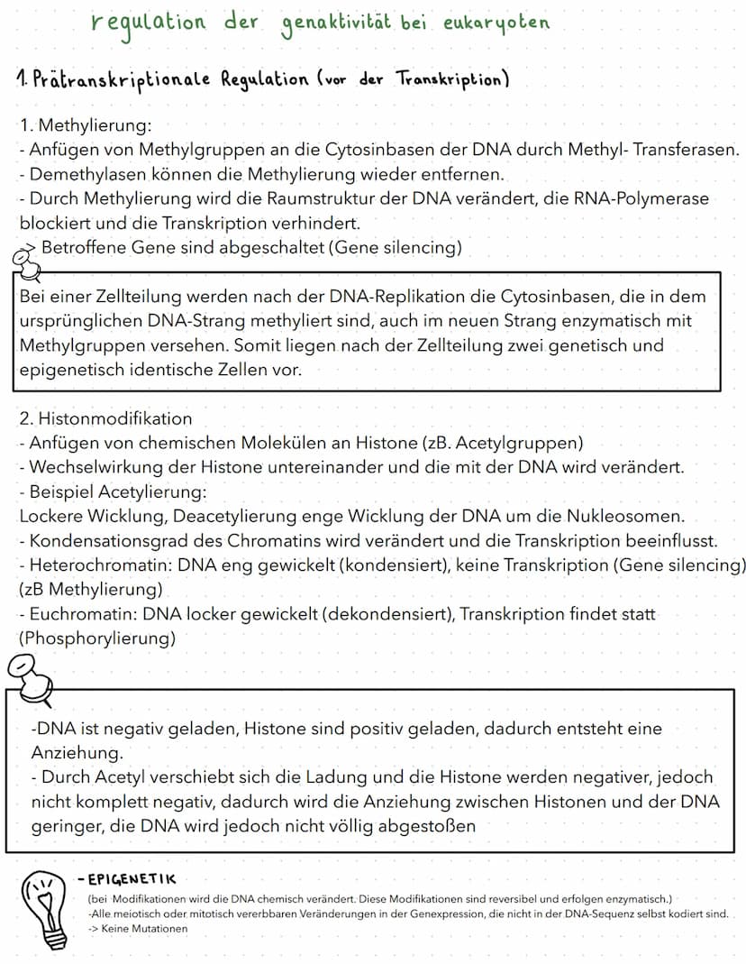 regulation der genaktivität
B
basics
- Proteinbiosynthese:
1. Transkription (DNA in prä-mRNA)
2. RNA-Prozessierung & nur bei Eukaryoten
3. T