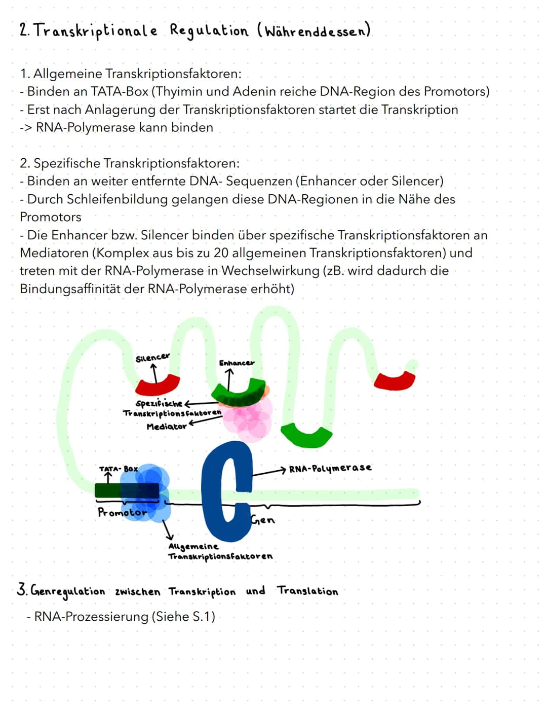 regulation der genaktivität
B
basics
- Proteinbiosynthese:
1. Transkription (DNA in prä-mRNA)
2. RNA-Prozessierung & nur bei Eukaryoten
3. T