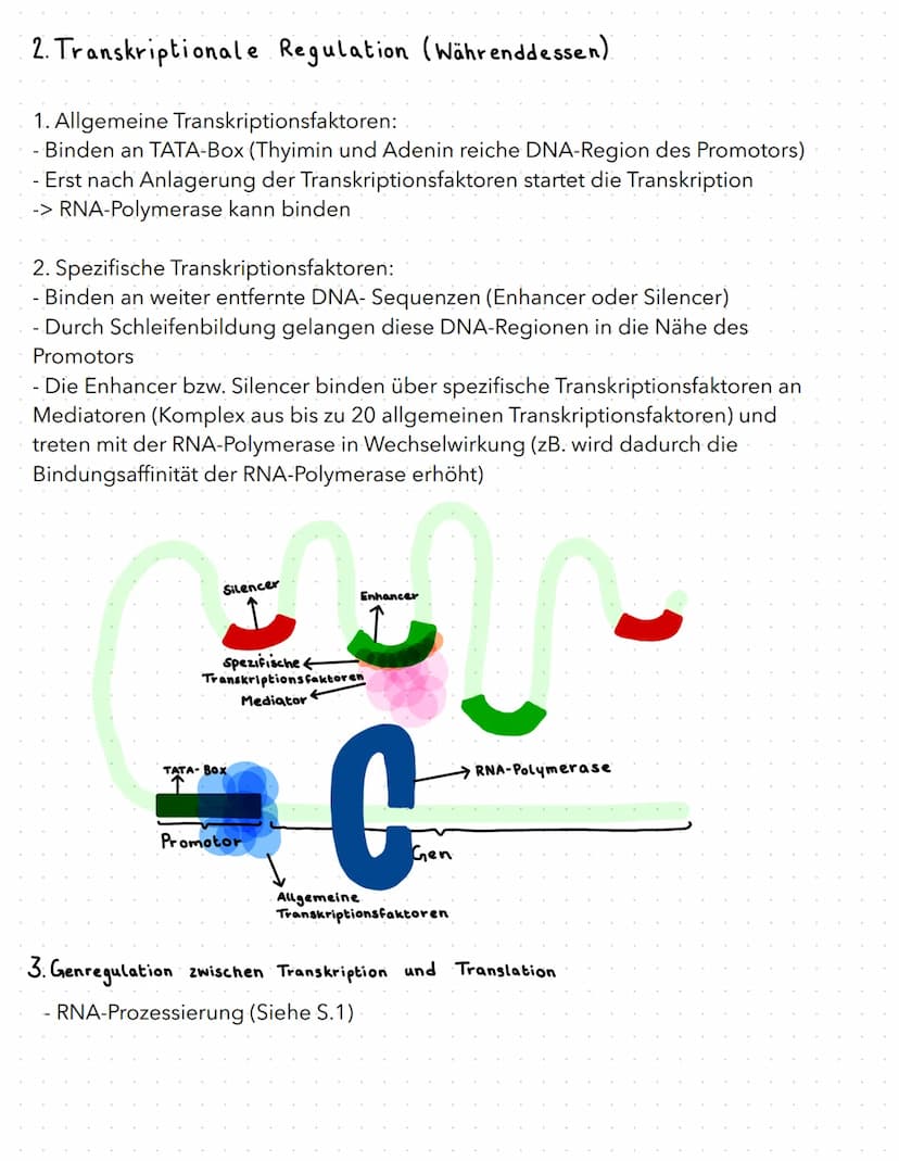 regulation der genaktivität
B
basics
- Proteinbiosynthese:
1. Transkription (DNA in prä-mRNA)
2. RNA-Prozessierung & nur bei Eukaryoten
3. T