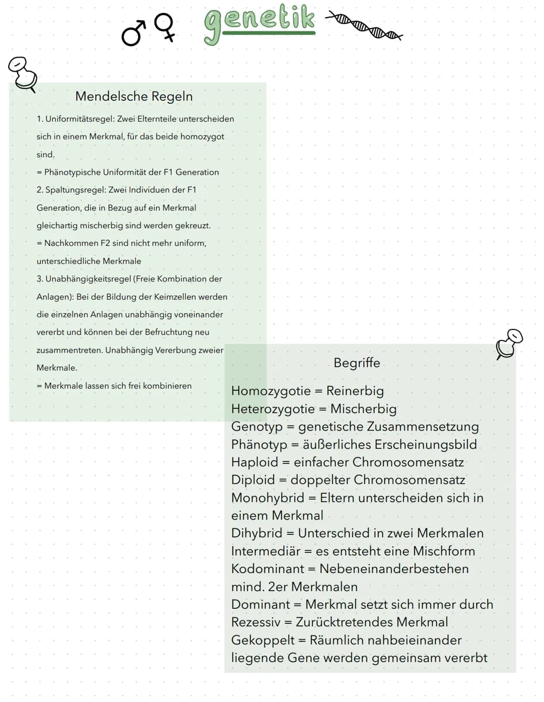 regulation der genaktivität
B
basics
- Proteinbiosynthese:
1. Transkription (DNA in prä-mRNA)
2. RNA-Prozessierung & nur bei Eukaryoten
3. T
