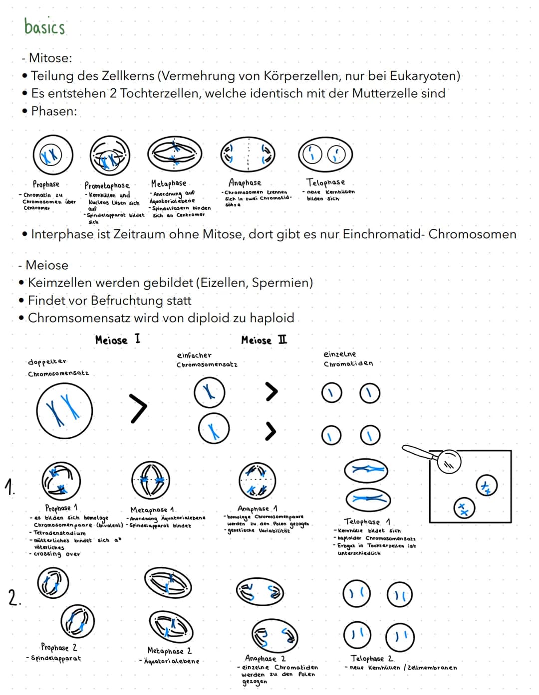 regulation der genaktivität
B
basics
- Proteinbiosynthese:
1. Transkription (DNA in prä-mRNA)
2. RNA-Prozessierung & nur bei Eukaryoten
3. T