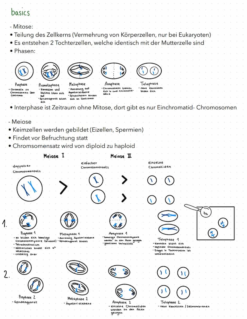 regulation der genaktivität
B
basics
- Proteinbiosynthese:
1. Transkription (DNA in prä-mRNA)
2. RNA-Prozessierung & nur bei Eukaryoten
3. T