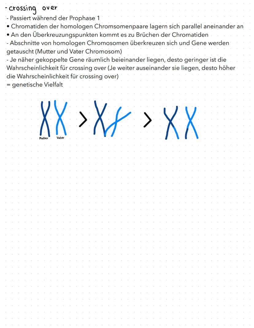 regulation der genaktivität
B
basics
- Proteinbiosynthese:
1. Transkription (DNA in prä-mRNA)
2. RNA-Prozessierung & nur bei Eukaryoten
3. T