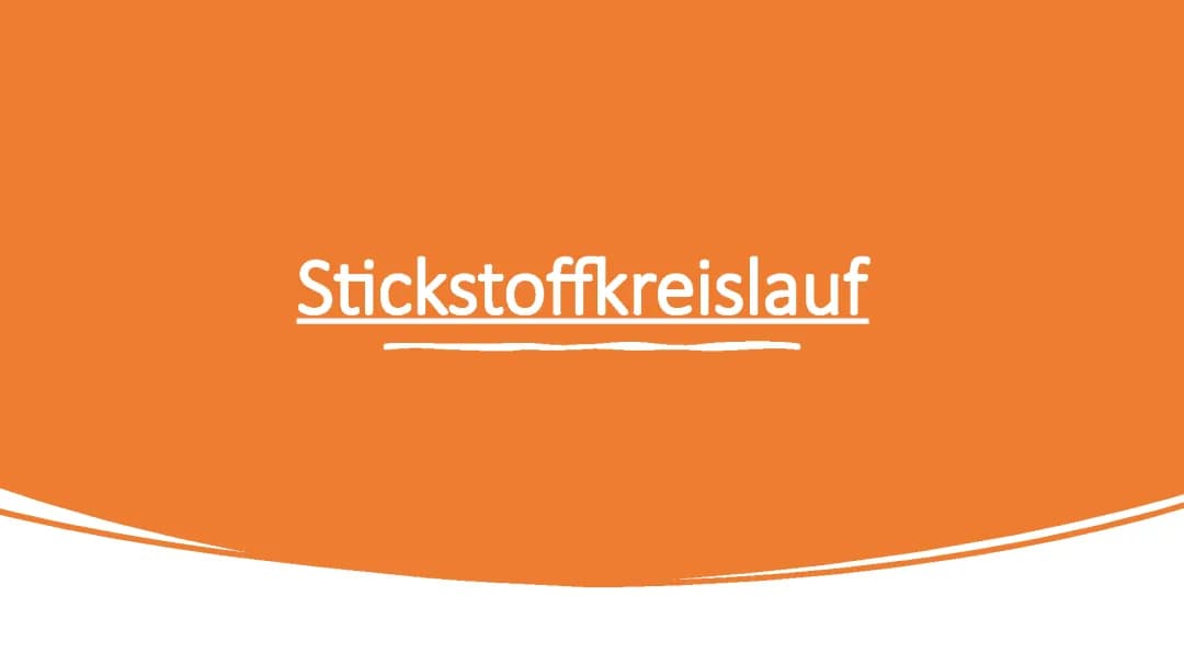 Stickstoffkreislauf 