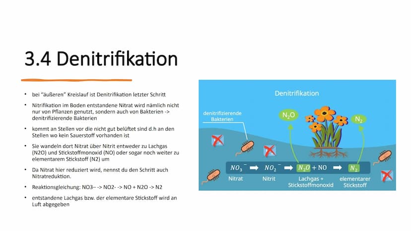 Stickstoffkreislauf Gliederung
1. Das Element Stickstoff
2. Was ist ein Stickstoffkreislauf
3. Stickstoffkreislauf
3.1 Stickstofffixierung
3