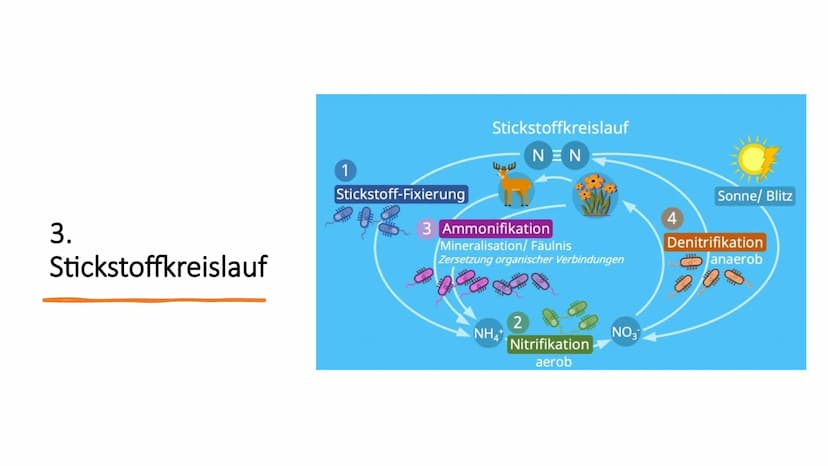Stickstoffkreislauf Gliederung
1. Das Element Stickstoff
2. Was ist ein Stickstoffkreislauf
3. Stickstoffkreislauf
3.1 Stickstofffixierung
3