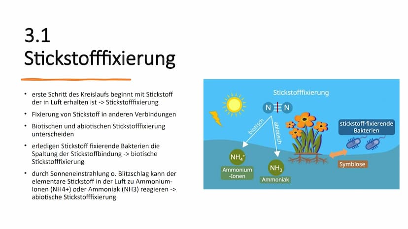 Stickstoffkreislauf Gliederung
1. Das Element Stickstoff
2. Was ist ein Stickstoffkreislauf
3. Stickstoffkreislauf
3.1 Stickstofffixierung
3