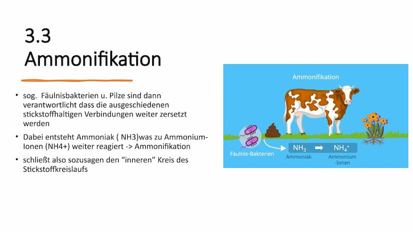 Stickstoffkreislauf Gliederung
1. Das Element Stickstoff
2. Was ist ein Stickstoffkreislauf
3. Stickstoffkreislauf
3.1 Stickstofffixierung
3