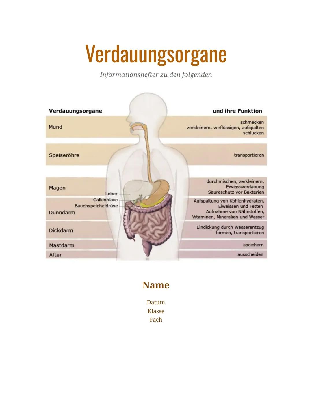 Verdauungsorgane