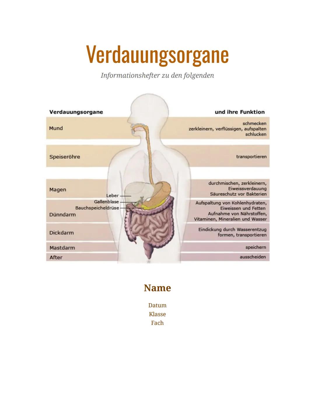 Verdauungsorgane
Mund
Speiseröhre
Magen
Dünndarm
Dickdarm
Mastdarm
Verdauungsorgane
Informationshefter zu den folgenden
After
Leber
Gallenbl
