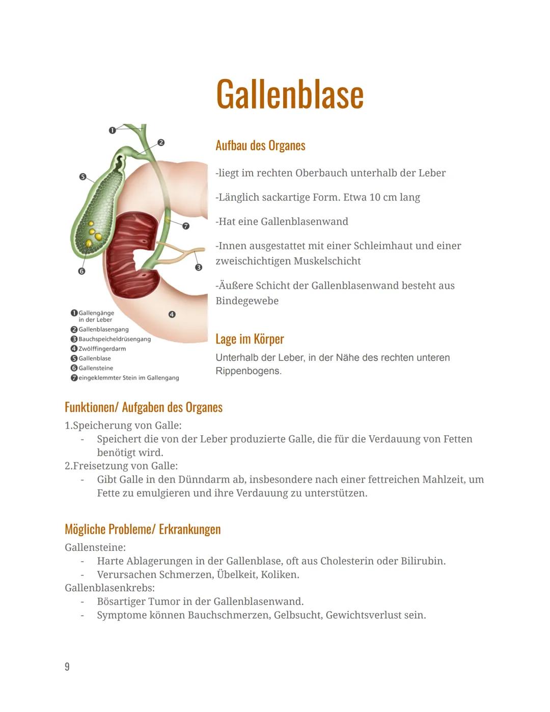 Verdauungsorgane
Mund
Speiseröhre
Magen
Dünndarm
Dickdarm
Mastdarm
Verdauungsorgane
Informationshefter zu den folgenden
After
Leber
Gallenbl