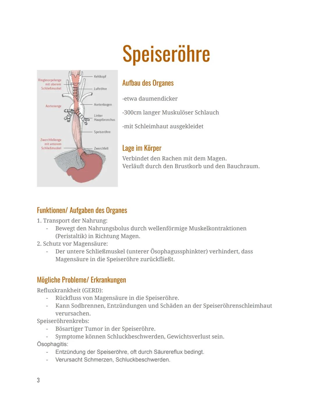 Verdauungsorgane
Mund
Speiseröhre
Magen
Dünndarm
Dickdarm
Mastdarm
Verdauungsorgane
Informationshefter zu den folgenden
After
Leber
Gallenbl
