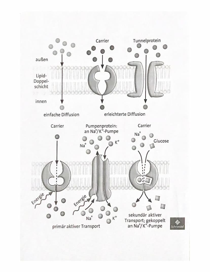 Zellkern
Ribosomen
>>keine Membran
· Endoplasmatisches
Reticulum (ER)
Dictyosomen
→Golgi-Apparat
Lysosomen
Vakuolen
→nur in Pflanzenzelle
Pe