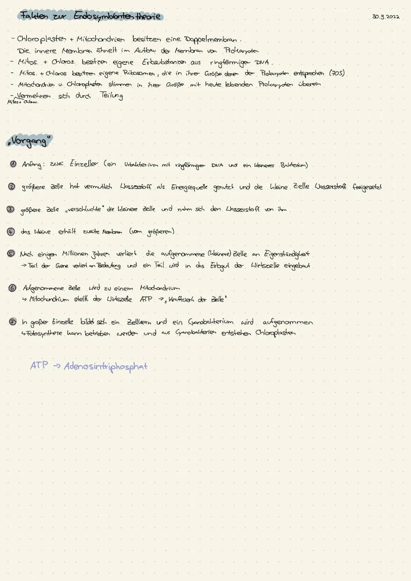 Zellkern
Ribosomen
>>keine Membran
· Endoplasmatisches
Reticulum (ER)
Dictyosomen
→Golgi-Apparat
Lysosomen
Vakuolen
→nur in Pflanzenzelle
Pe