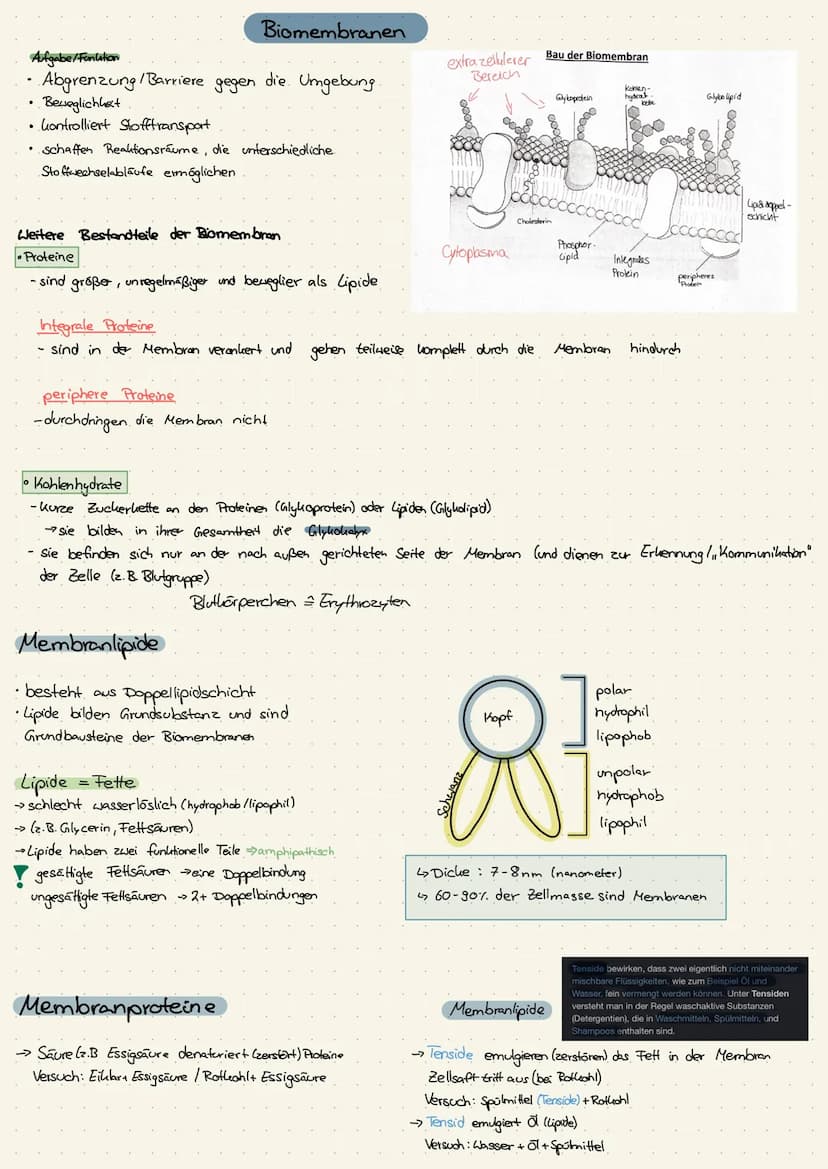 Zellkern
Ribosomen
>>keine Membran
· Endoplasmatisches
Reticulum (ER)
Dictyosomen
→Golgi-Apparat
Lysosomen
Vakuolen
→nur in Pflanzenzelle
Pe