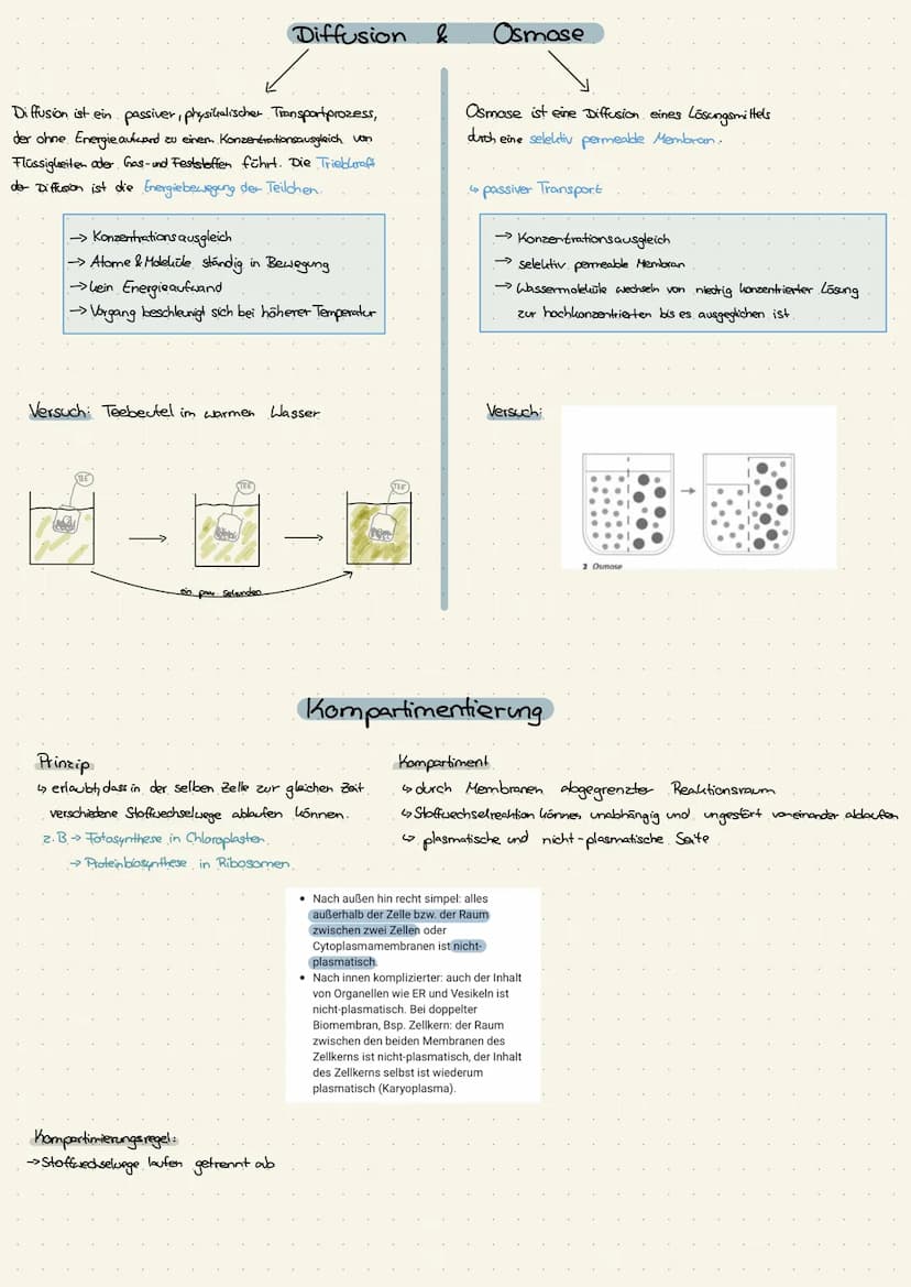 Zellkern
Ribosomen
>>keine Membran
· Endoplasmatisches
Reticulum (ER)
Dictyosomen
→Golgi-Apparat
Lysosomen
Vakuolen
→nur in Pflanzenzelle
Pe