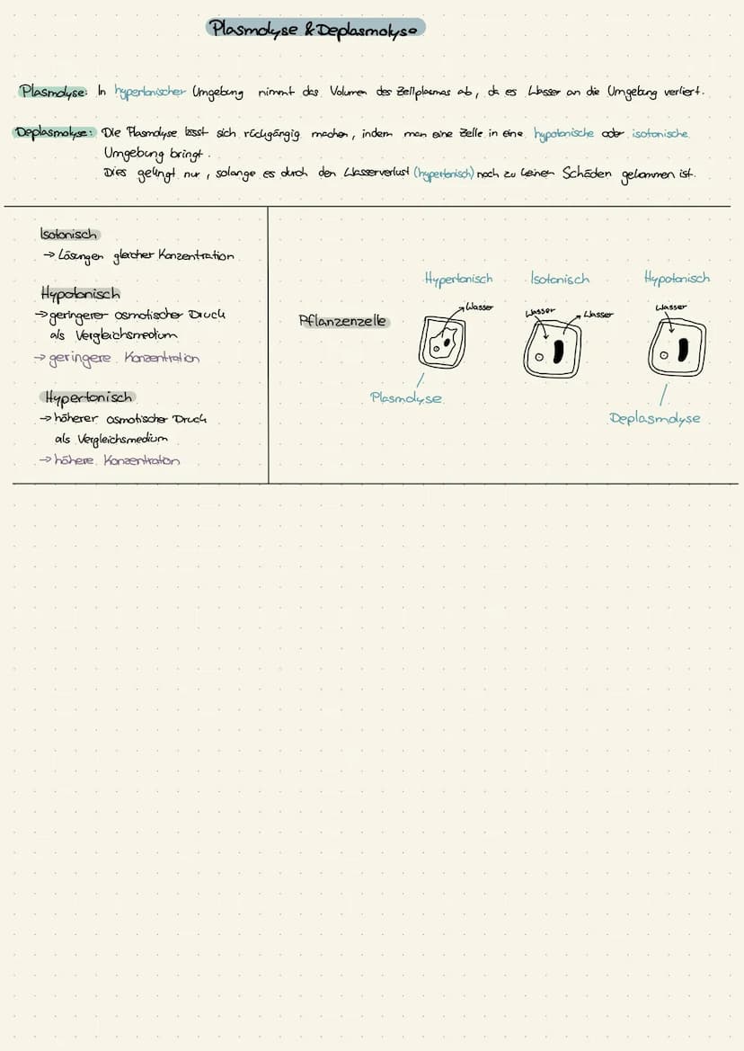 Zellkern
Ribosomen
>>keine Membran
· Endoplasmatisches
Reticulum (ER)
Dictyosomen
→Golgi-Apparat
Lysosomen
Vakuolen
→nur in Pflanzenzelle
Pe