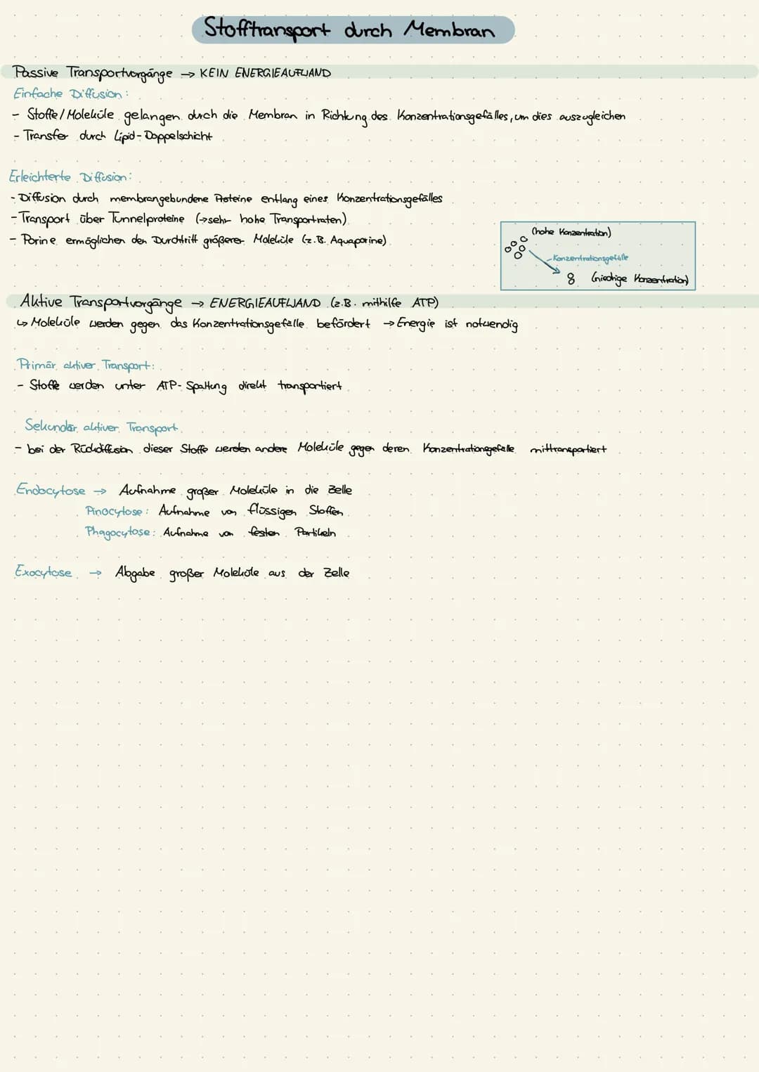 Zellkern
Ribosomen
>>keine Membran
· Endoplasmatisches
Reticulum (ER)
Dictyosomen
→Golgi-Apparat
Lysosomen
Vakuolen
→nur in Pflanzenzelle
Pe