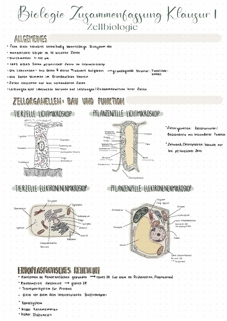 Know Zellbiologie Zusammenfassung  thumbnail